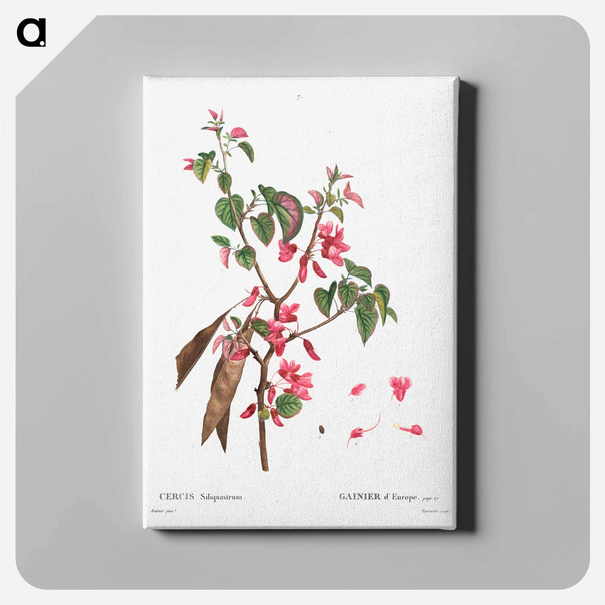 Judas tree (Cercis Siliquastrum) - Pierre-Joseph Redouté Canvas.