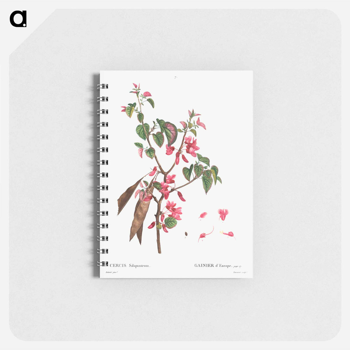 Judas tree (Cercis Siliquastrum) - ピエール ジョゼフ ルドゥーテ Memo.