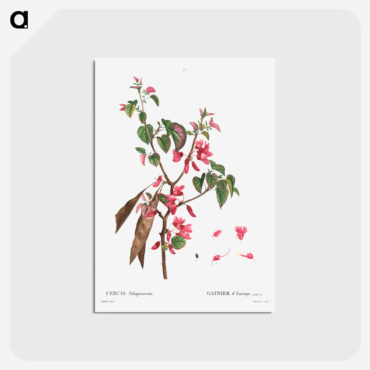 アートポストカード-Judas tree (Cercis Siliquastrum) - ピエール ジョゼフ ルドゥーテ Postcard.