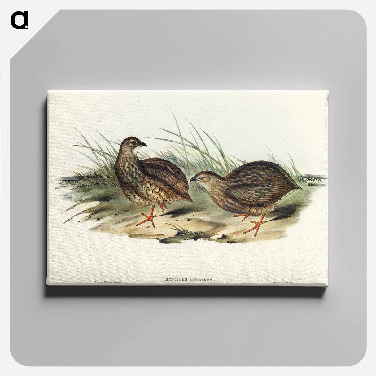 Sombre Partridge
- オーストラリアの鳥 Canvas.