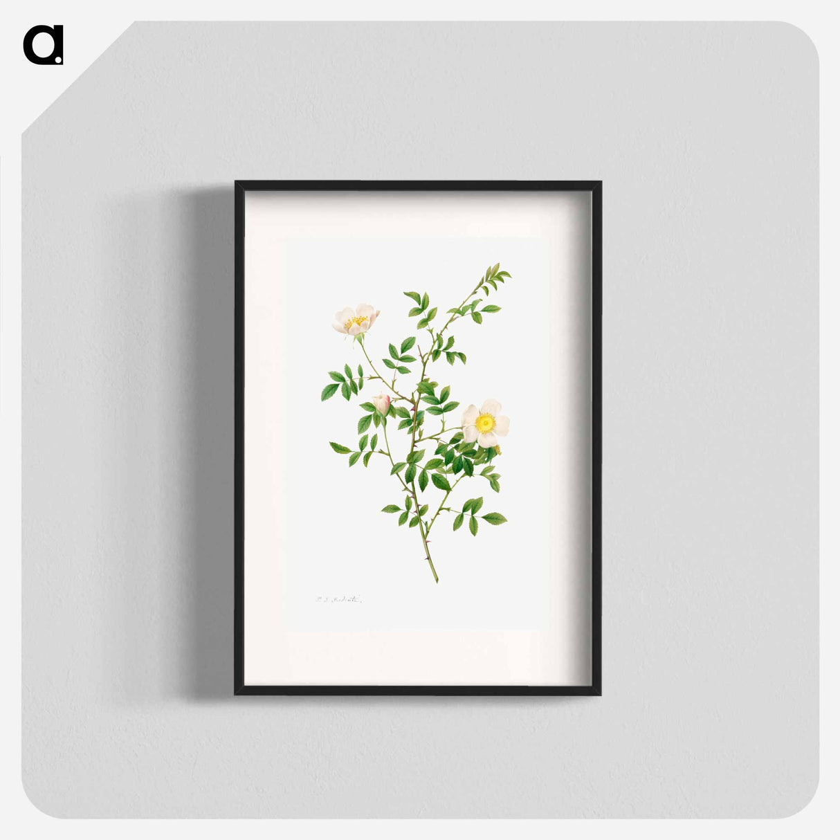 アートポスター-Brier Bush Rose or Dog Rose
- クリーブランド美術館 Poster.