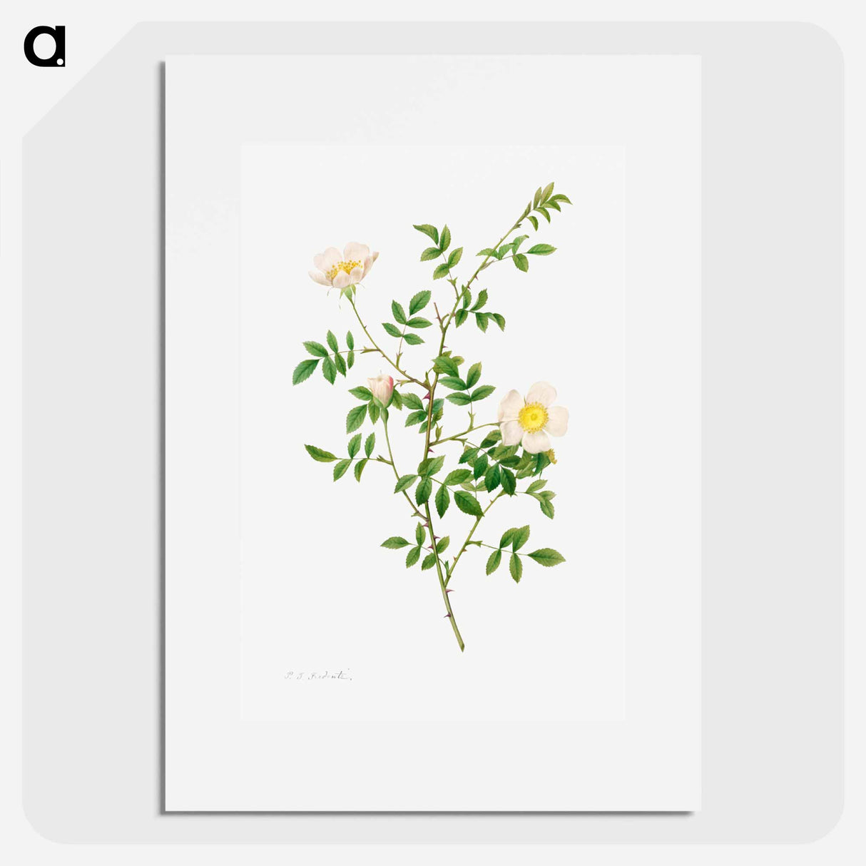 アートポスター-Brier Bush Rose or Dog Rose
- クリーブランド美術館 Poster.