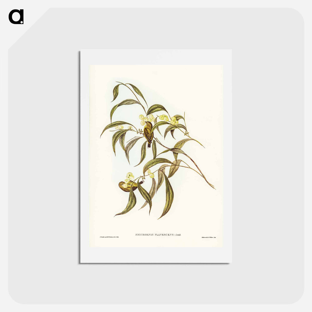 アートポストカード-Yellow Weebill
- ジョン グールド Postcard.