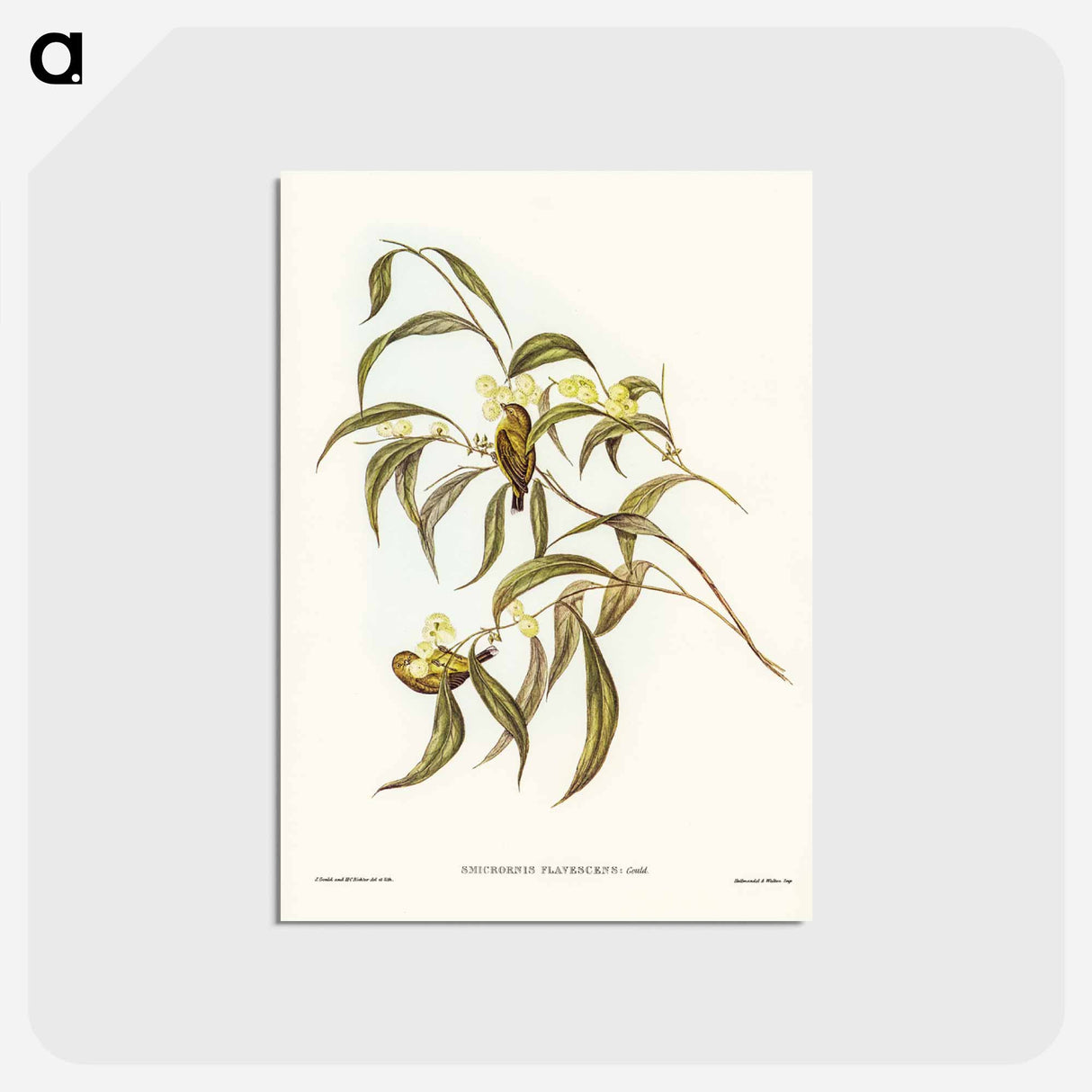 アートポストカード-Yellow Weebill
- ジョン グールド Postcard.