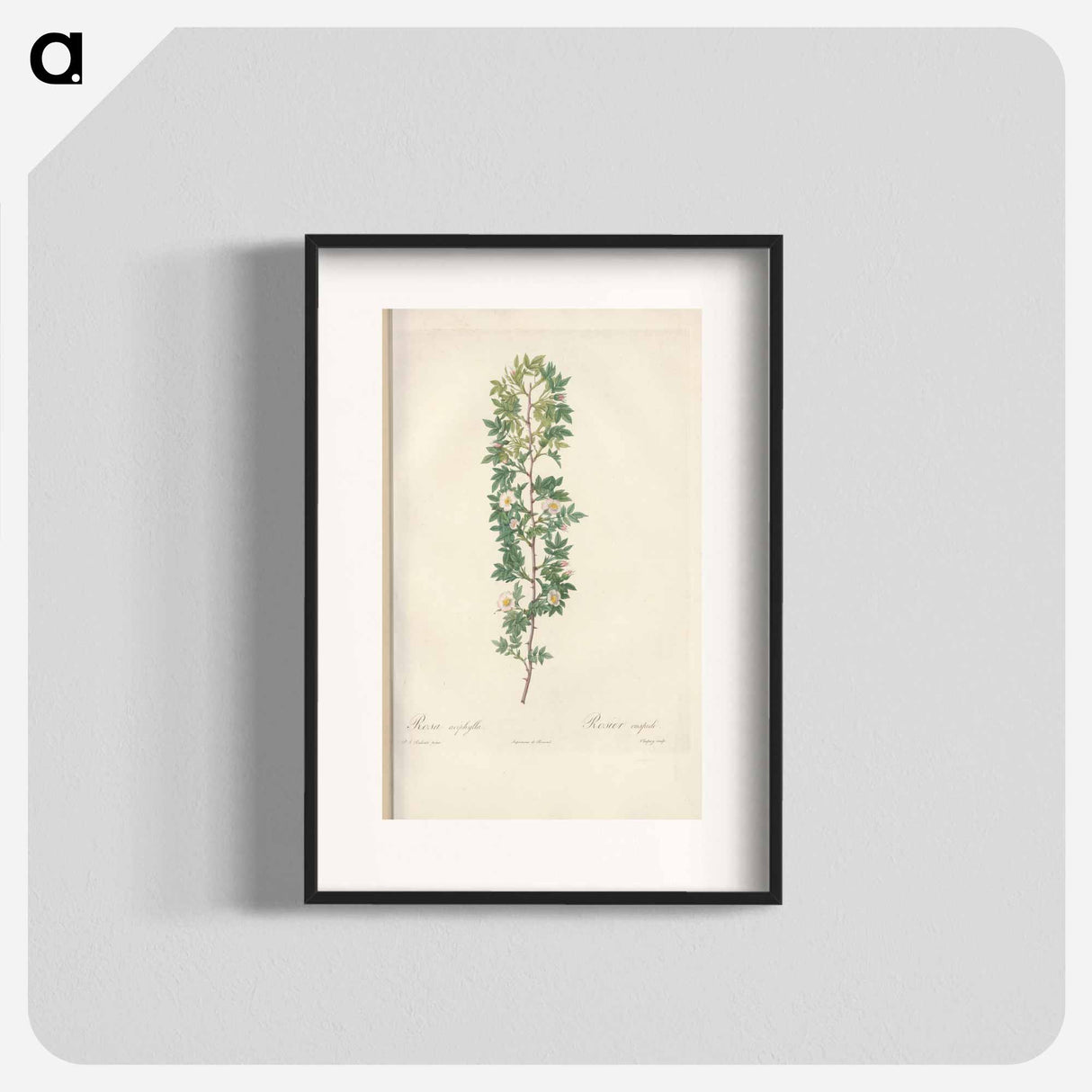 Rose illustration - Pierre Joseph Redouté Poster.