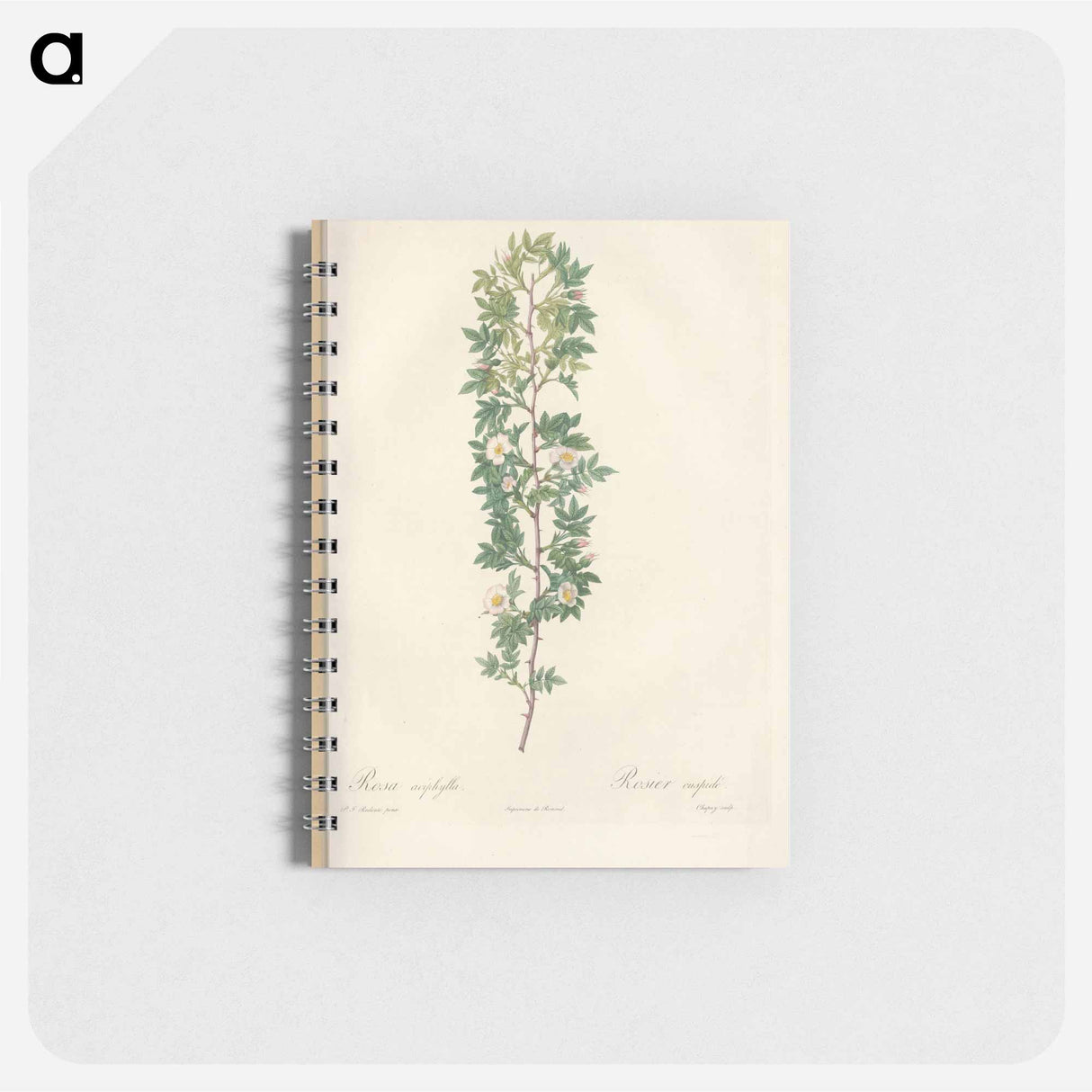 Rose illustration - ピエール ジョゼフ ルドゥーテ Memo.