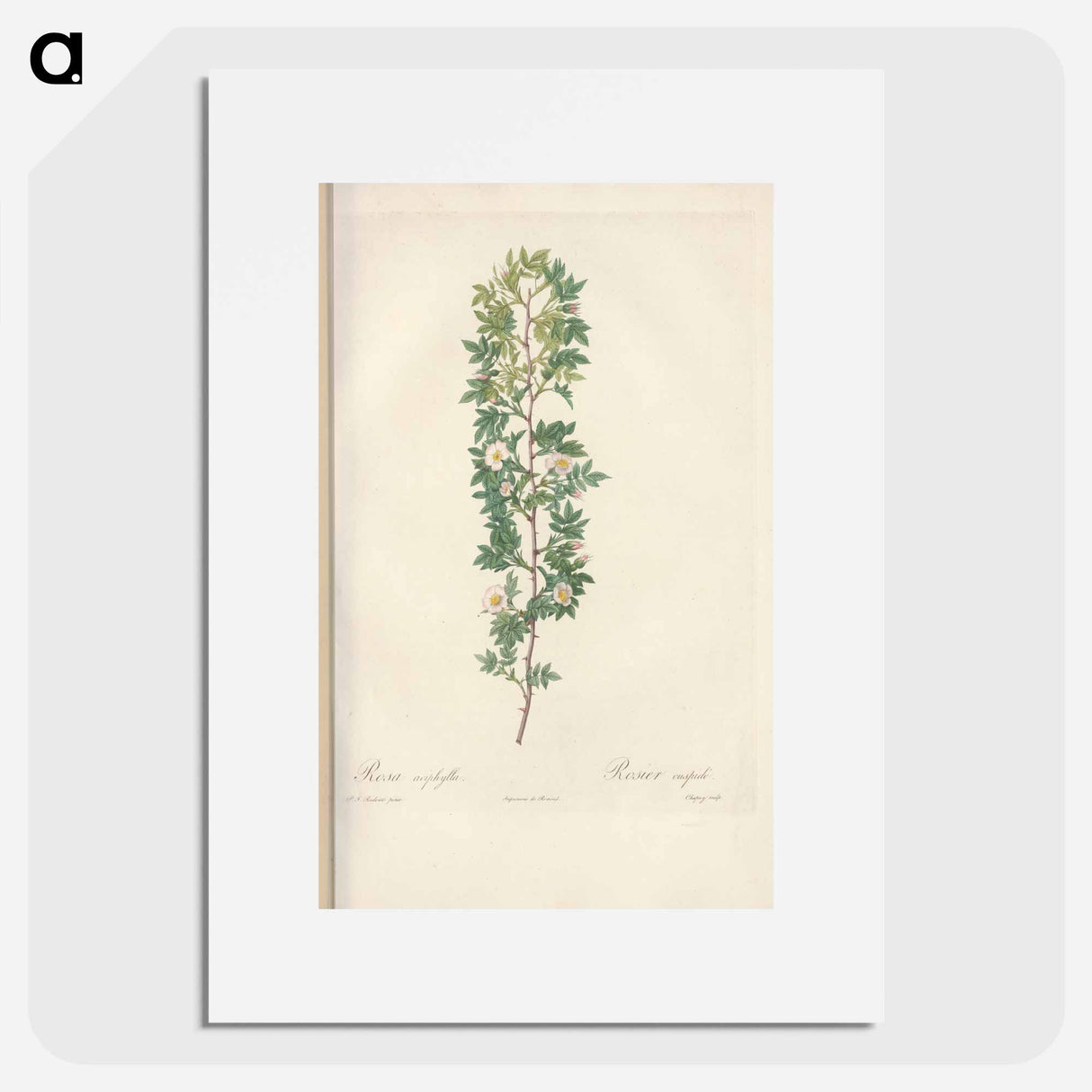 Rose illustration - Pierre Joseph Redouté Poster.