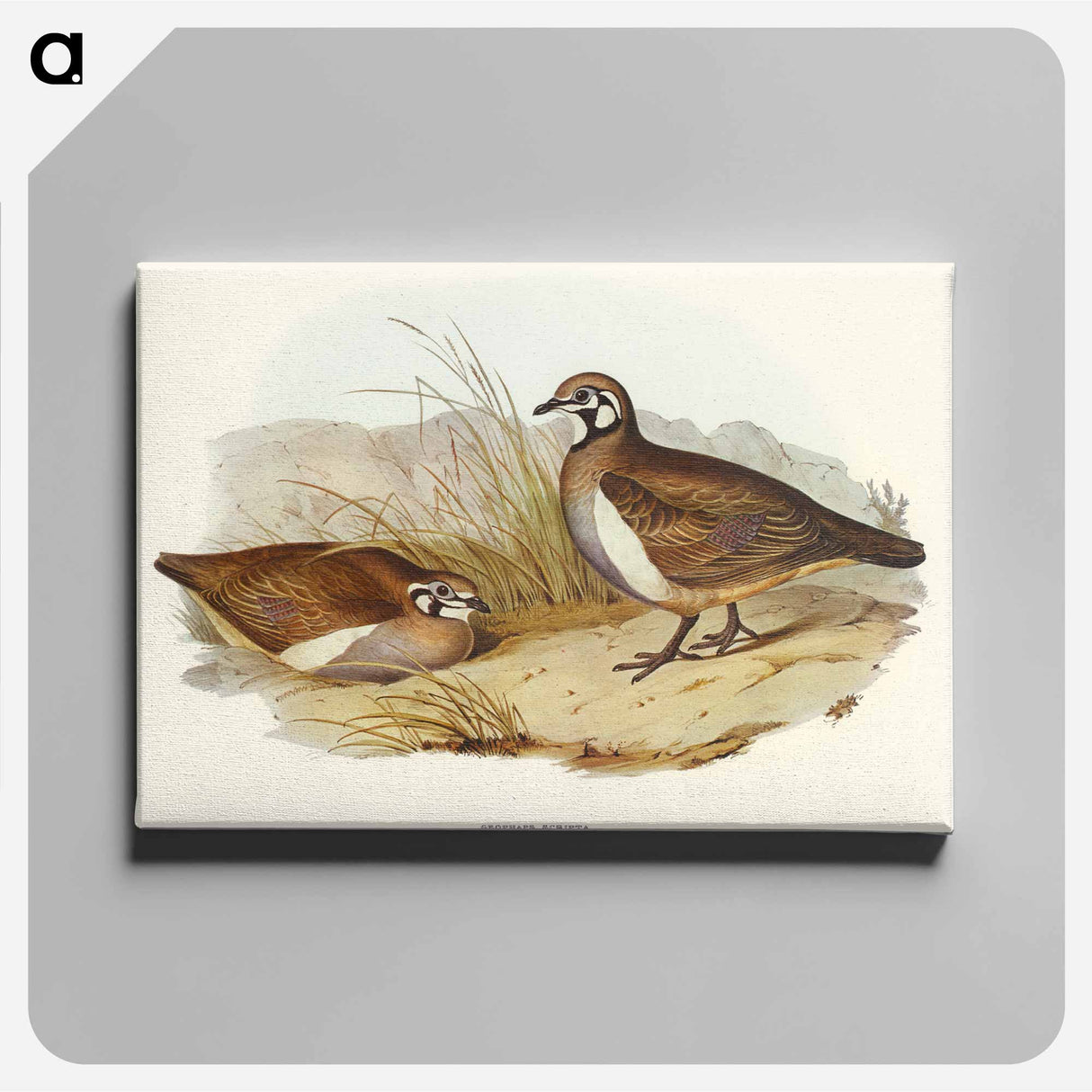 Partridge Bronze-wing
- オーストラリアの鳥 Canvas.