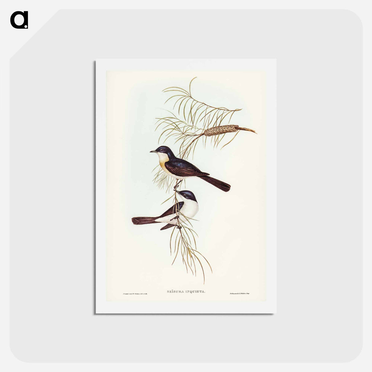 アートポストカード-Restless Flycatcher
- ジョン グールド Postcard.
