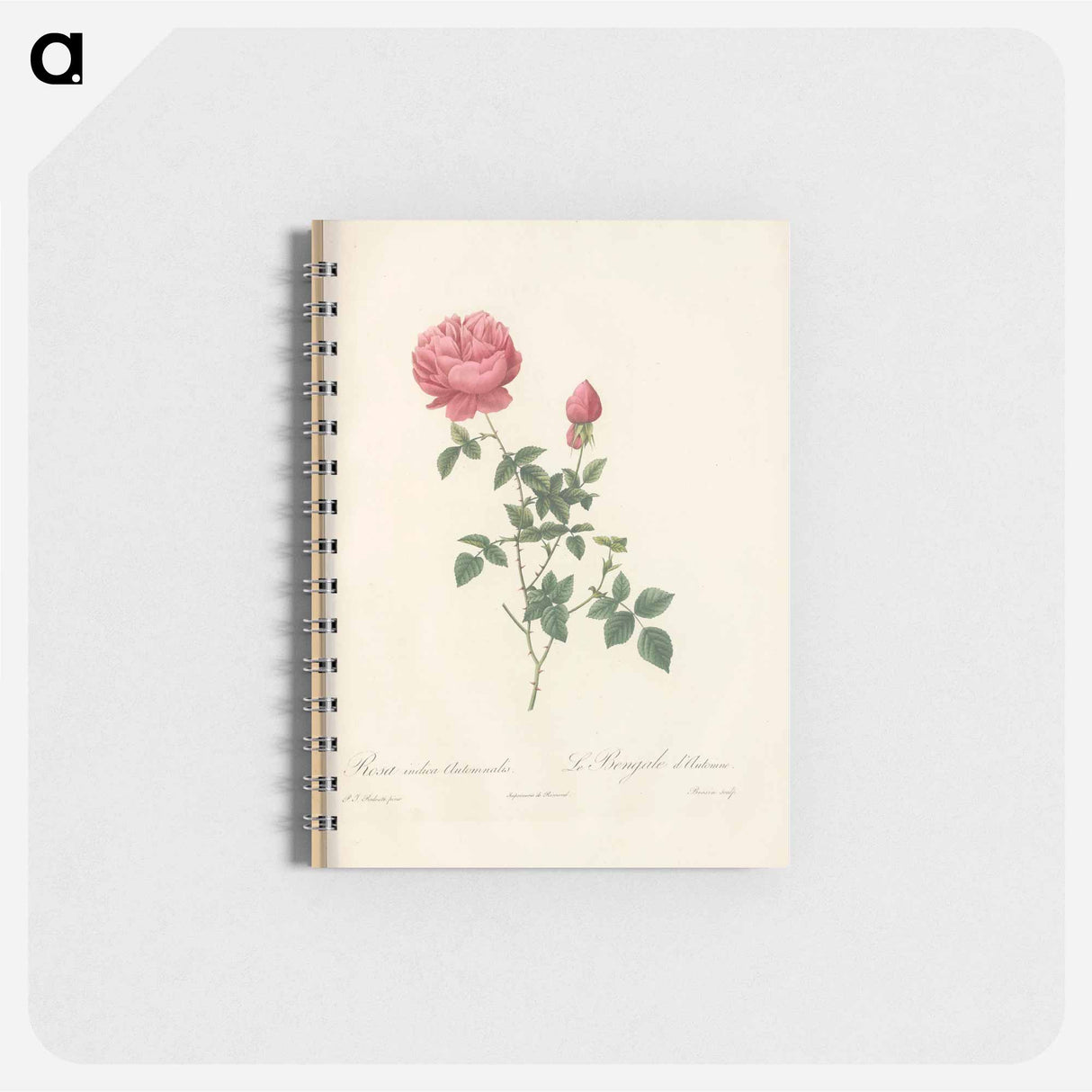 Rose illustration - ピエール ジョゼフ ルドゥーテ Memo.