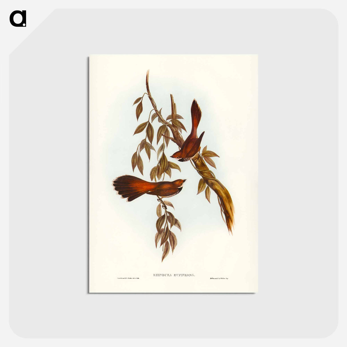 アートポストカード-Rufous-fronted Fantail
- ジョン グールド Postcard.