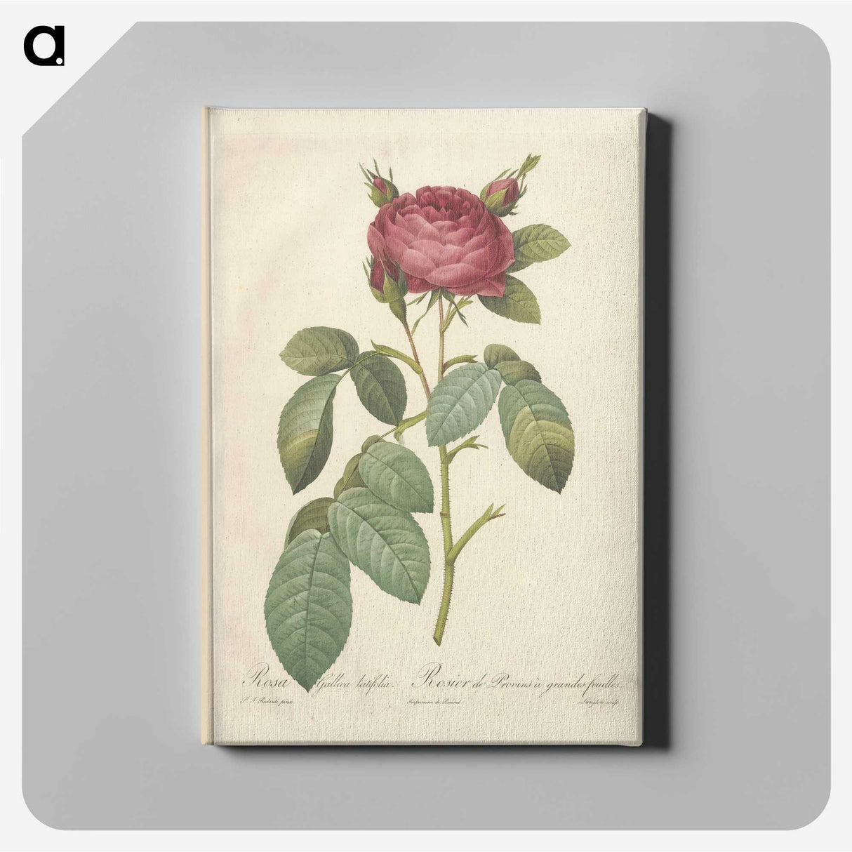 7-7_Pierre-Joseph-Redoute_canvas