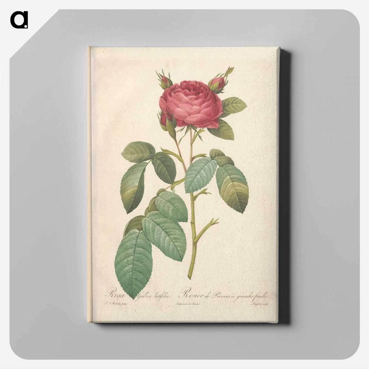 Rose illustration - Pierre Joseph Redouté Canvas.