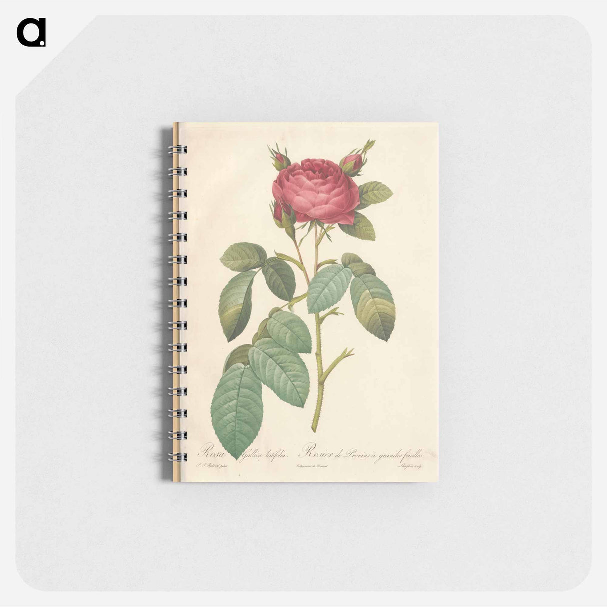 Rose illustration - ピエール ジョゼフ ルドゥーテ Memo.