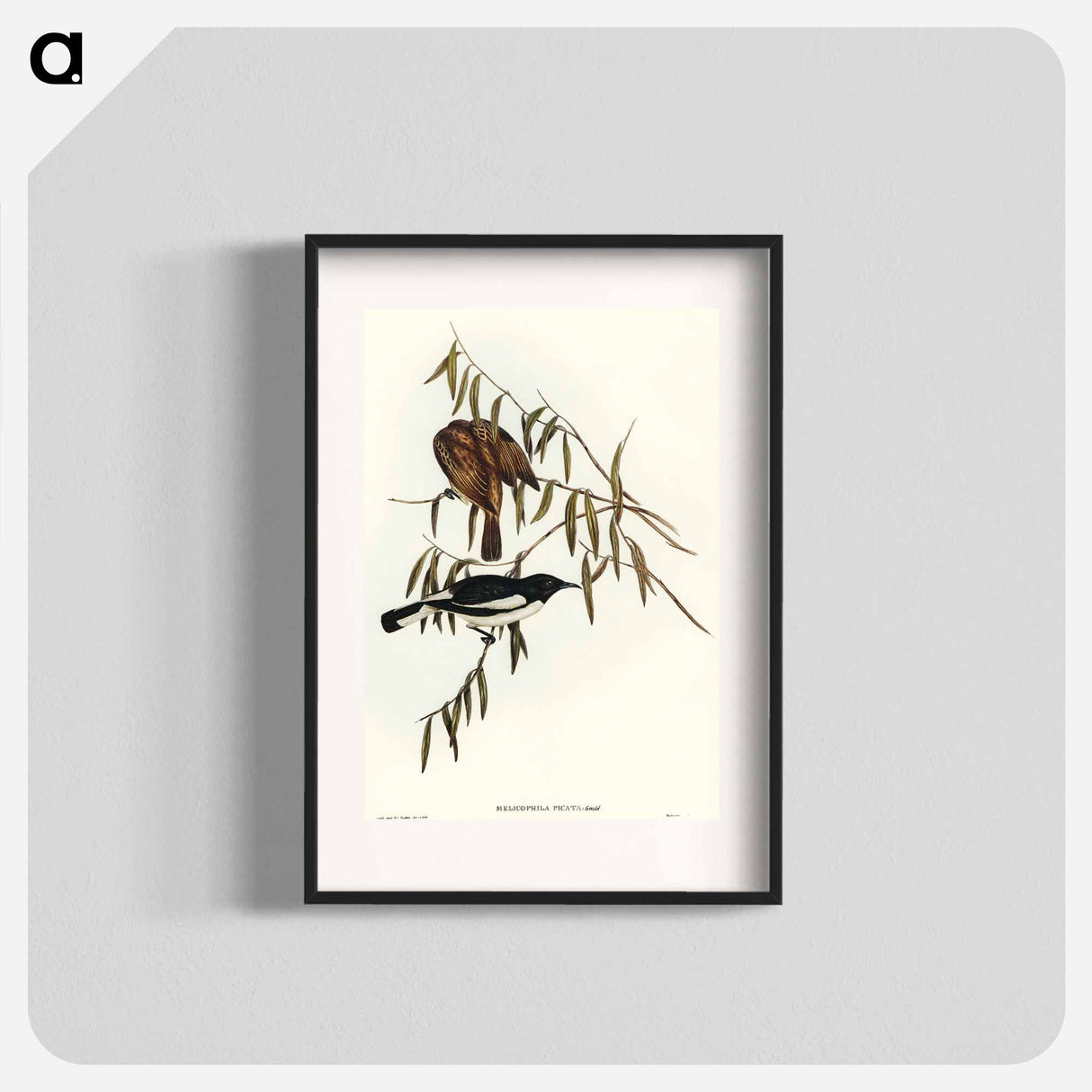 アートポスター-Pied Honey-eater
- オーストラリアの鳥 Poster.