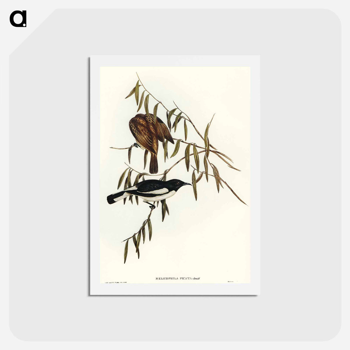 アートポストカード-Pied Honey-eater
- オーストラリアの鳥 Postcard.