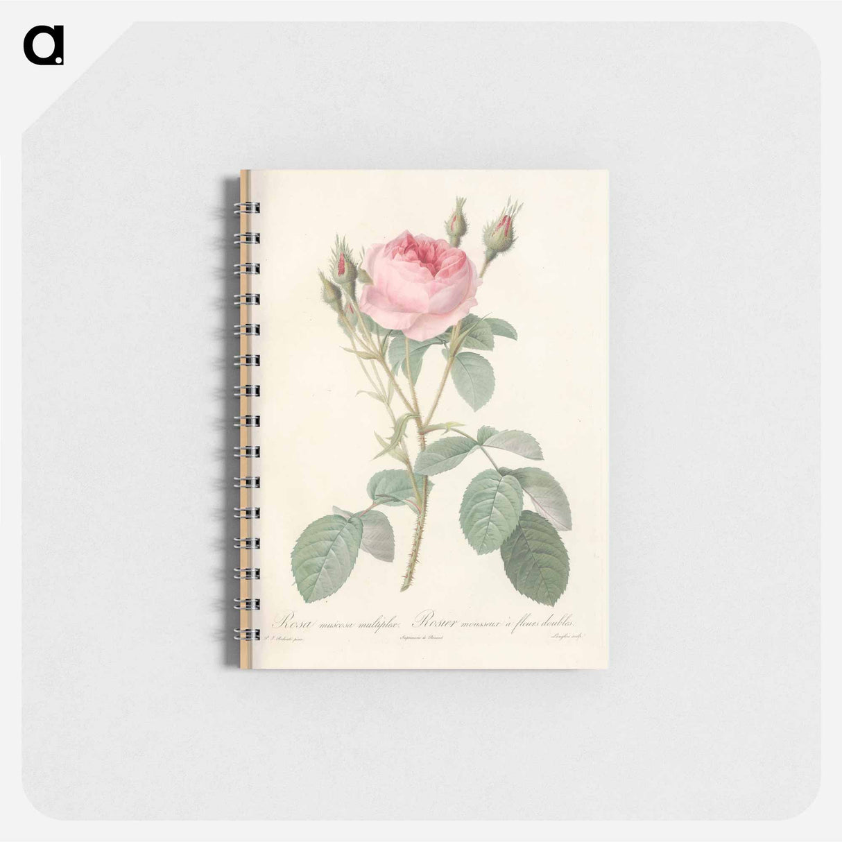 Rose illustration - ピエール ジョゼフ ルドゥーテ Memo.