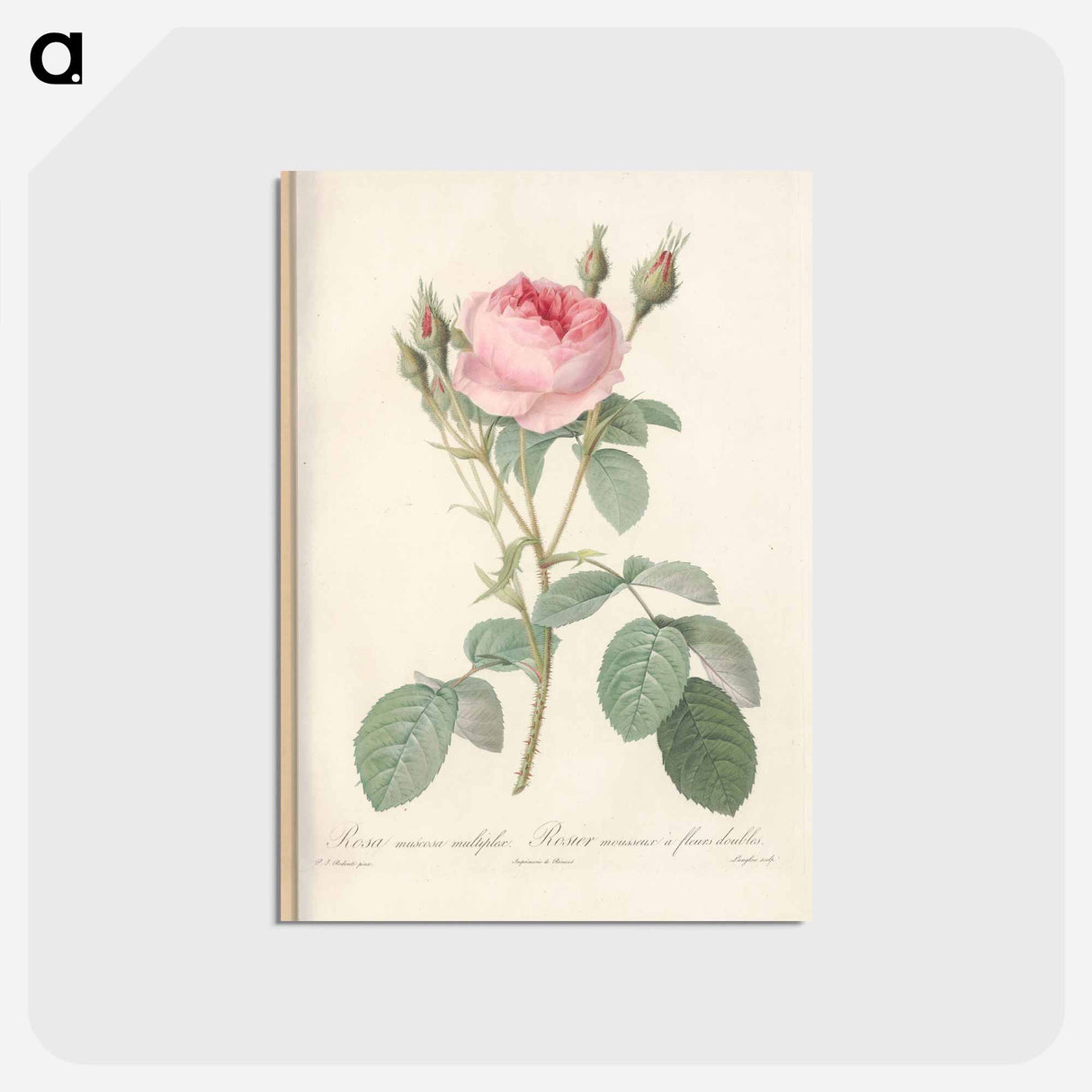 アートポストカード-Rose illustration - ピエール ジョゼフ ルドゥーテ Postcard.