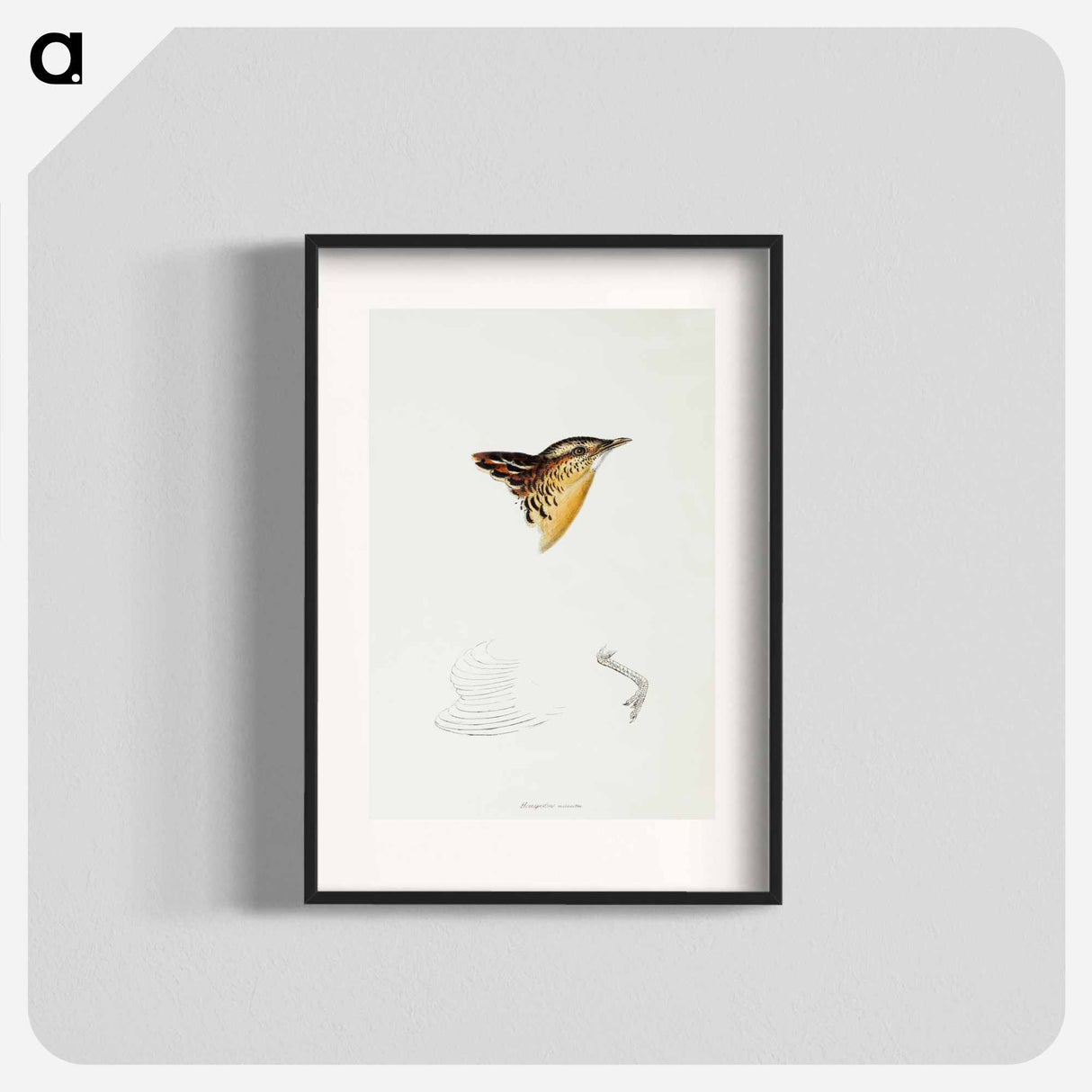 アートポスター-Black-backed Buttonquail
- ジョン グールド Poster.