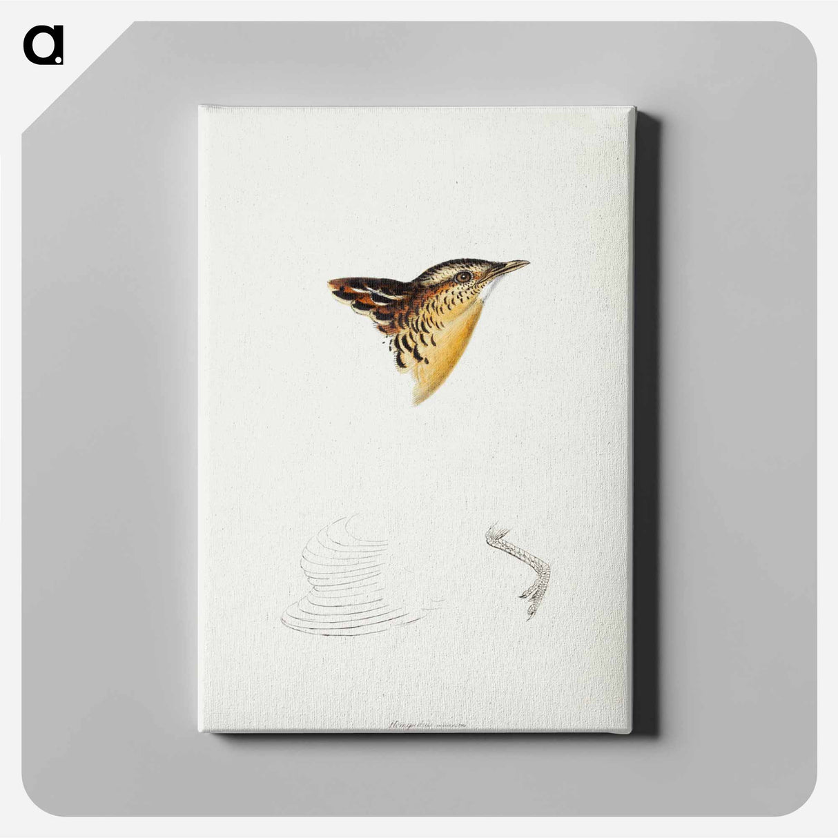 アートパネル-Black-backed Buttonquail
- ジョン グールド Canvas.
