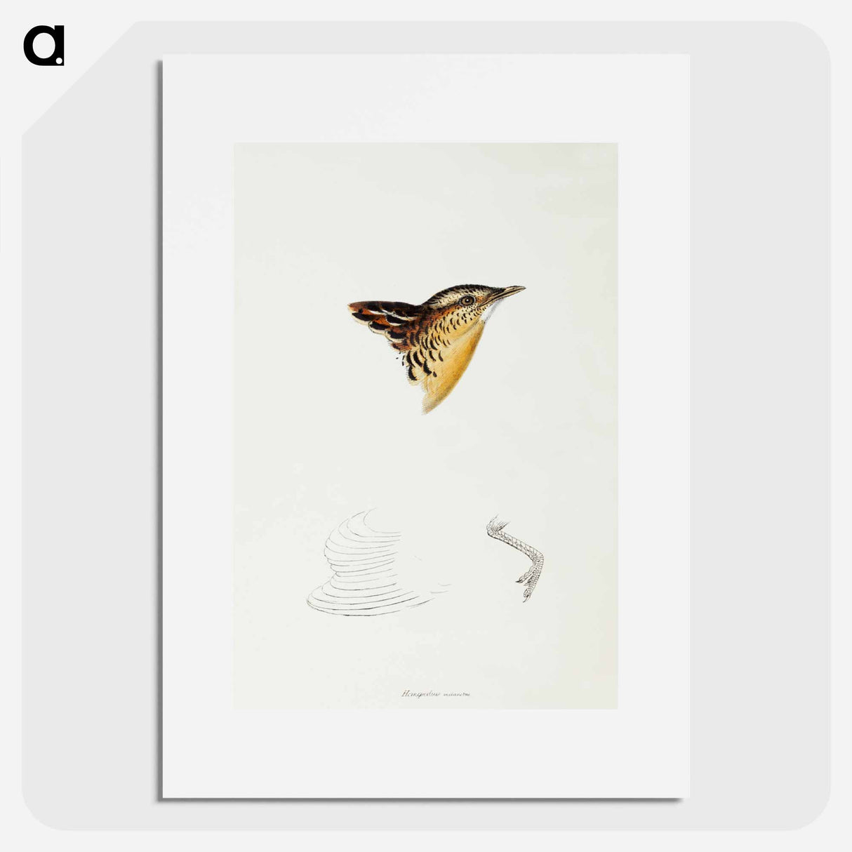 アートポスター-Black-backed Buttonquail
- ジョン グールド Poster.