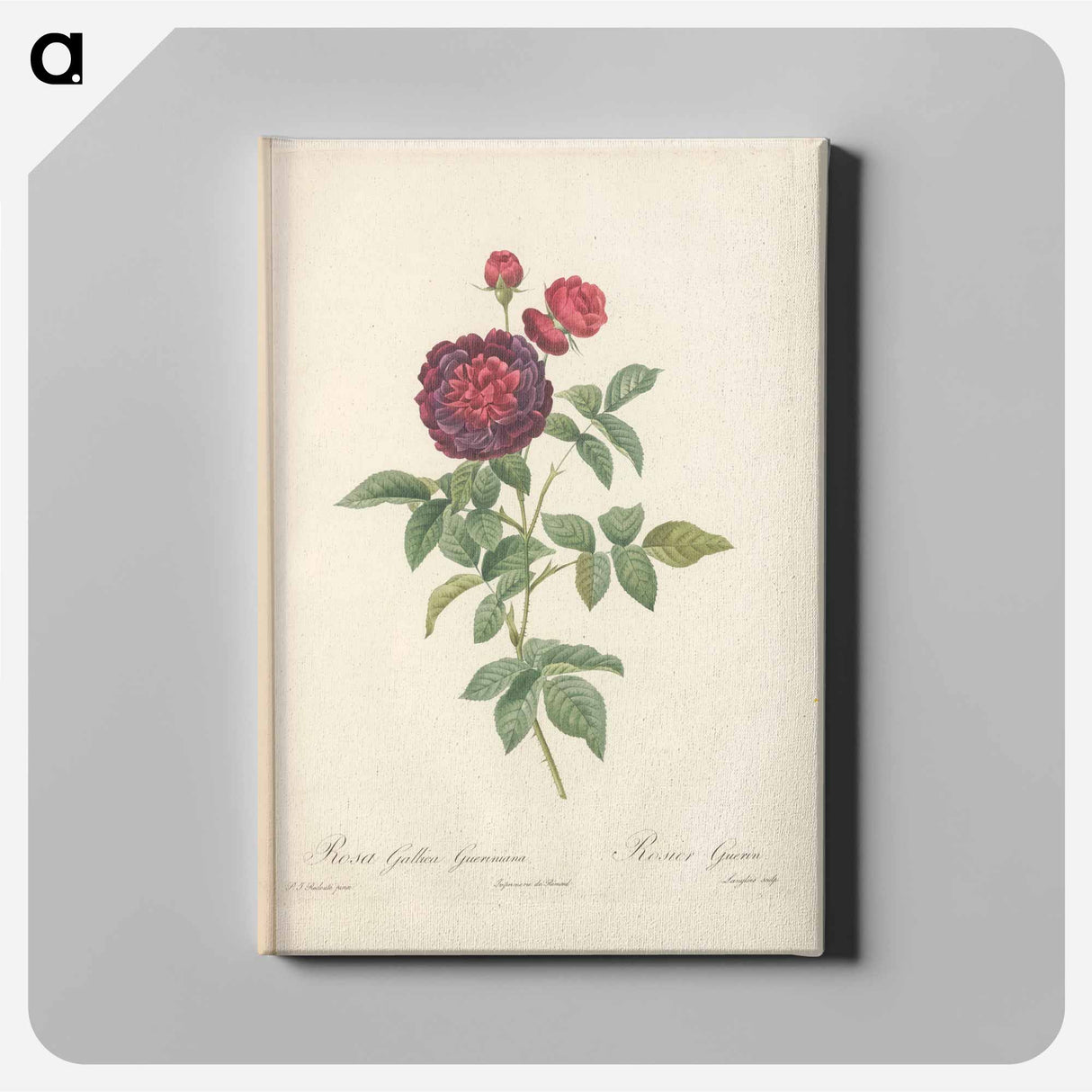 Rose illustration - Pierre Joseph Redouté Canvas.