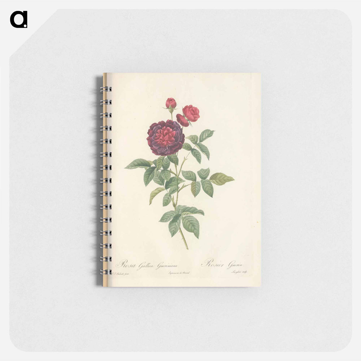 Rose illustration - ピエール ジョゼフ ルドゥーテ Memo.