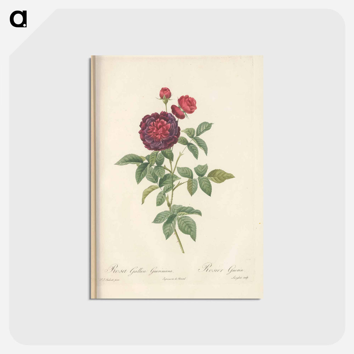 アートポストカード-Rose illustration - ピエール ジョゼフ ルドゥーテ Postcard.