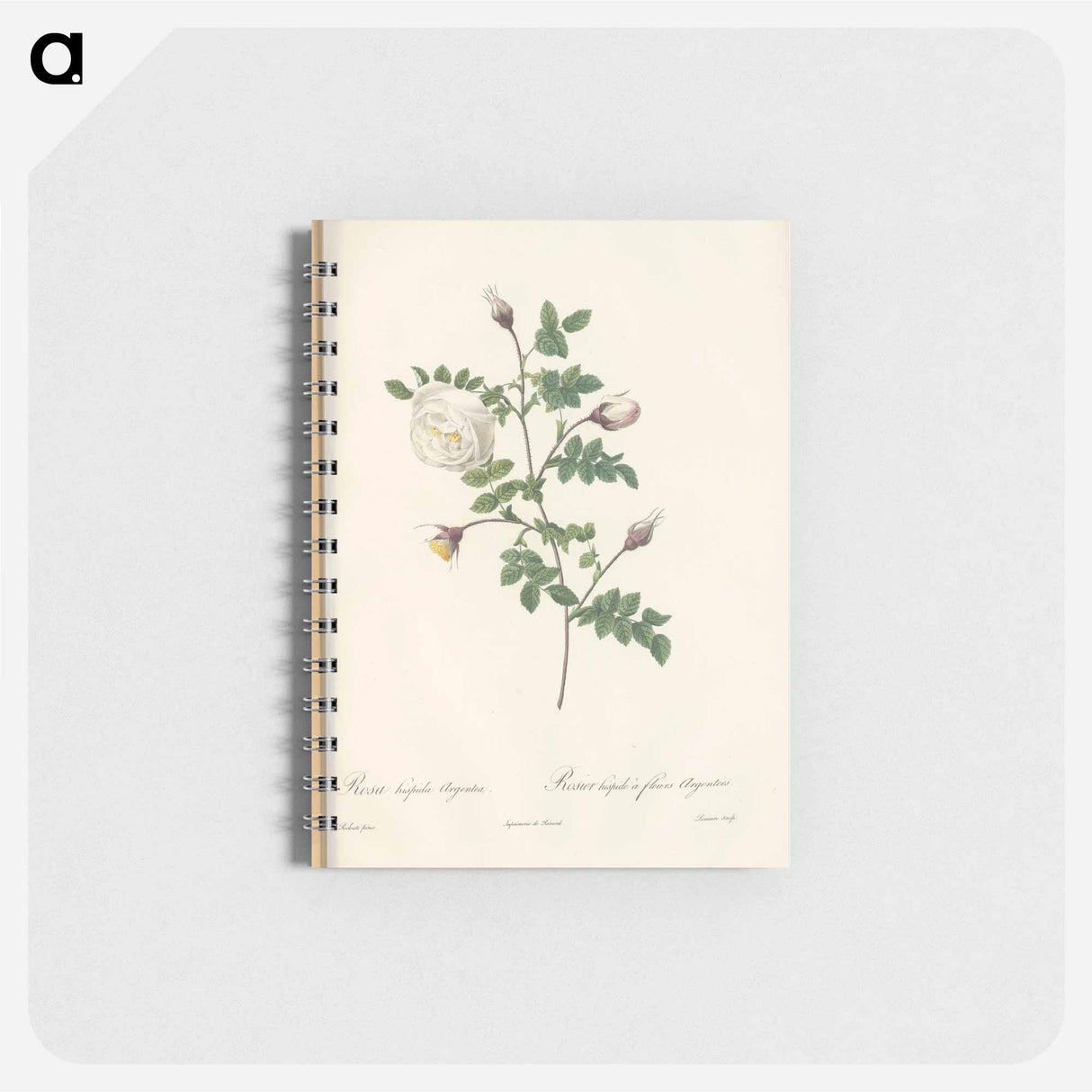 Rose illustration - ピエール ジョゼフ ルドゥーテ Memo.