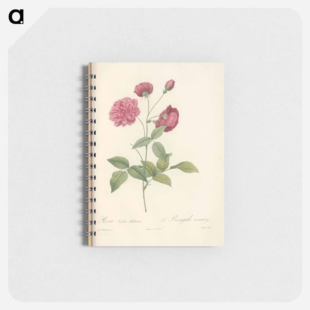 Rose illustration - ピエール ジョゼフ ルドゥーテ Memo.