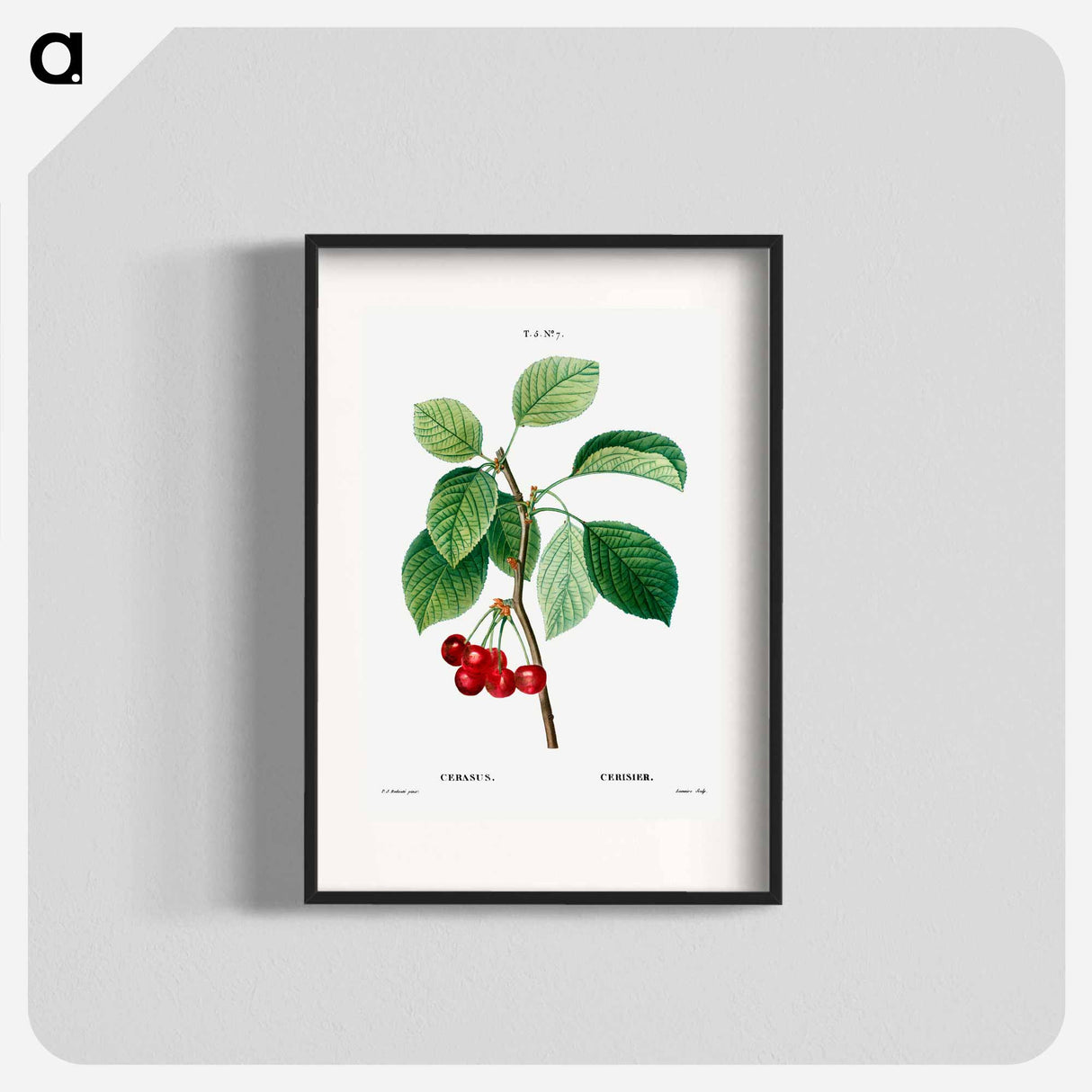 アートポスター-Cherry (Cerasus) - ピエール ジョゼフ ルドゥーテ Poster.