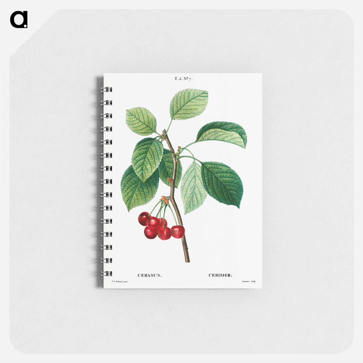 Cherry (Cerasus) - ピエール ジョゼフ ルドゥーテ Memo.