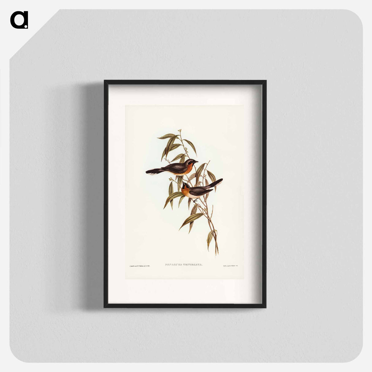 アートポスター-Black-fronted Flycatcher
- ジョン グールド Poster.