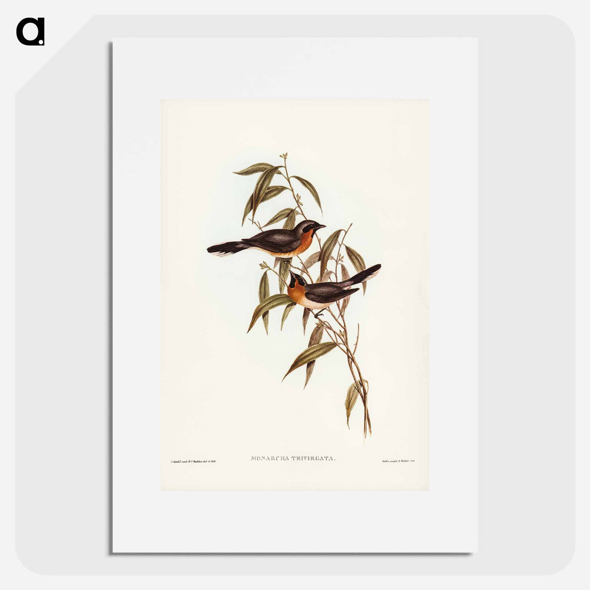 アートポスター-Black-fronted Flycatcher
- ジョン グールド Poster.