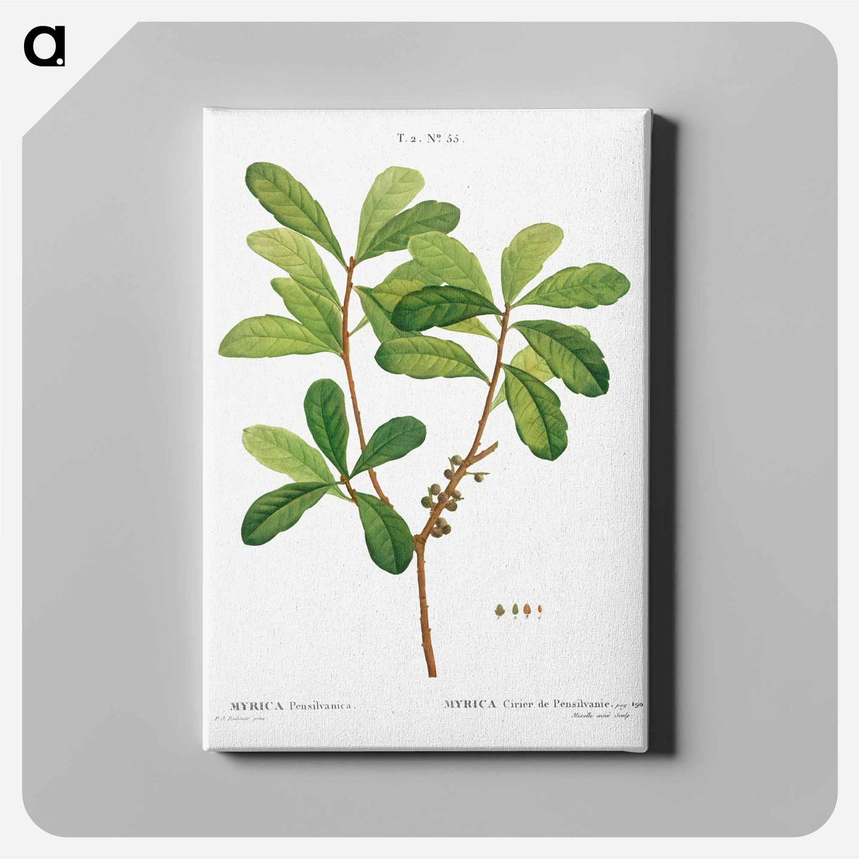 Northern bayberry - Pierre Joseph Redouté Canvas.