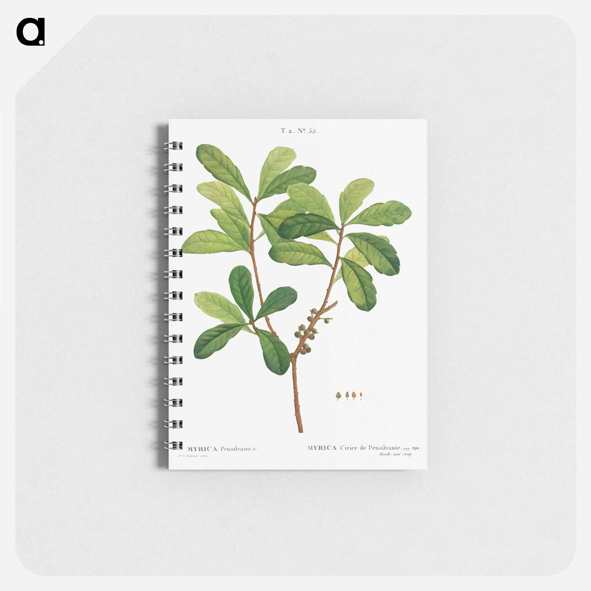 Northern bayberry - ピエール ジョゼフ ルドゥーテ Memo.