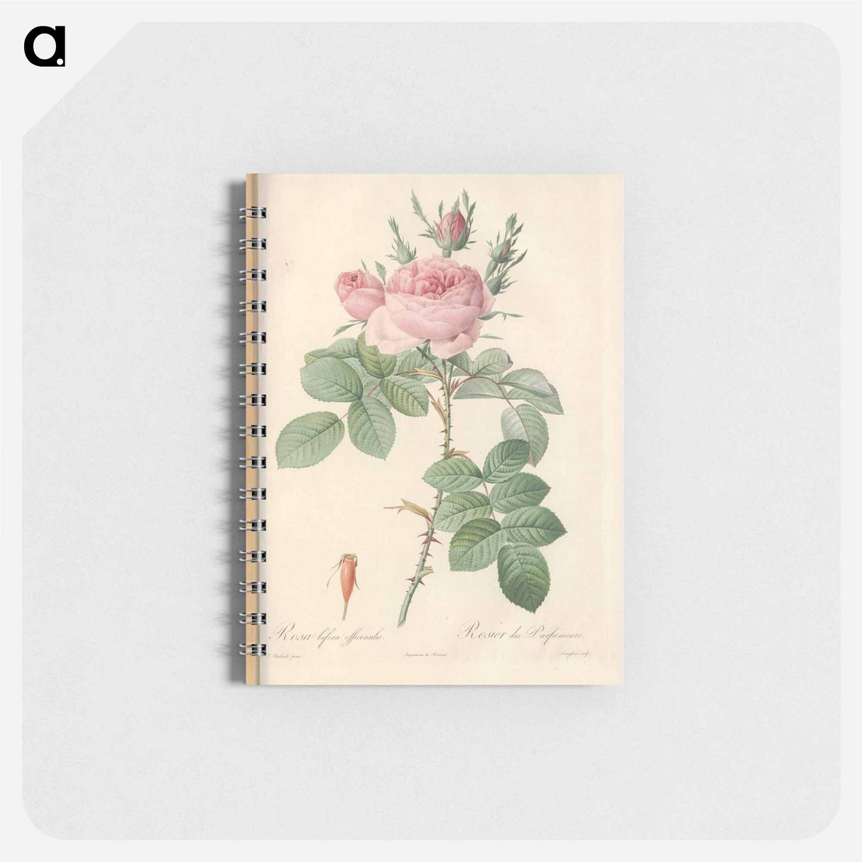 アートメモ帳-Rose illustration - ピエール ジョゼフ ルドゥーテ Memo.