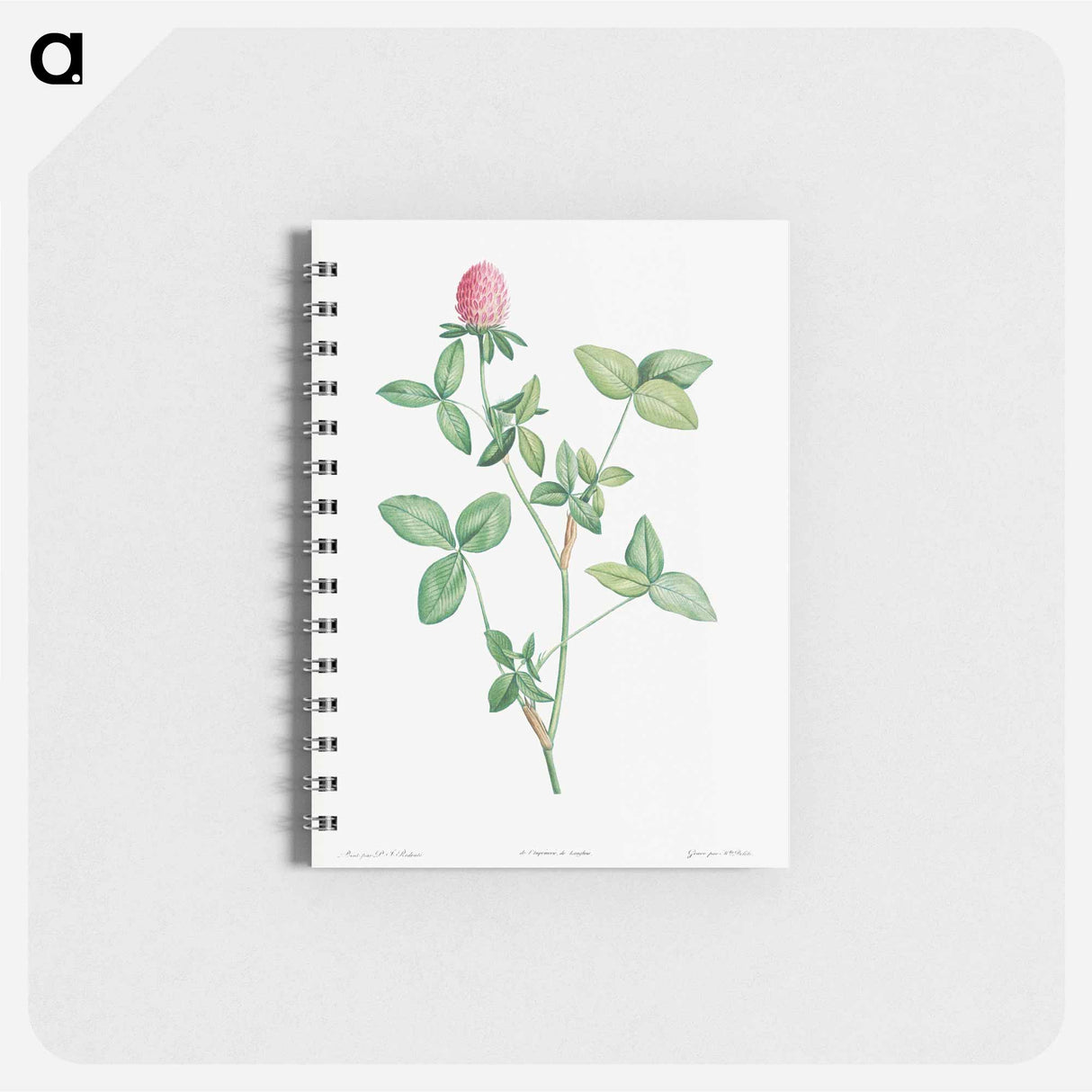 Clover flower - ピエール ジョゼフ ルドゥーテ Memo.