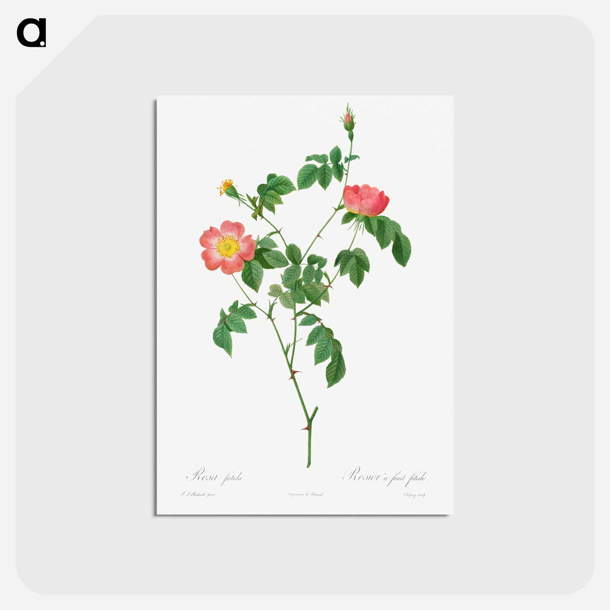 アートポストカード-Rosa Indica
- クリーブランド美術館 Postcard.