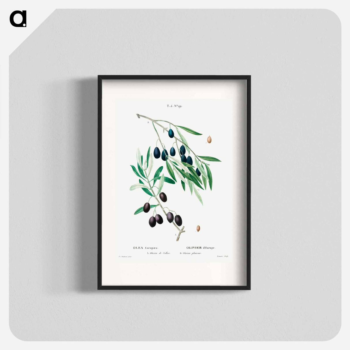 Olive - Pierre Joseph Redouté Poster.