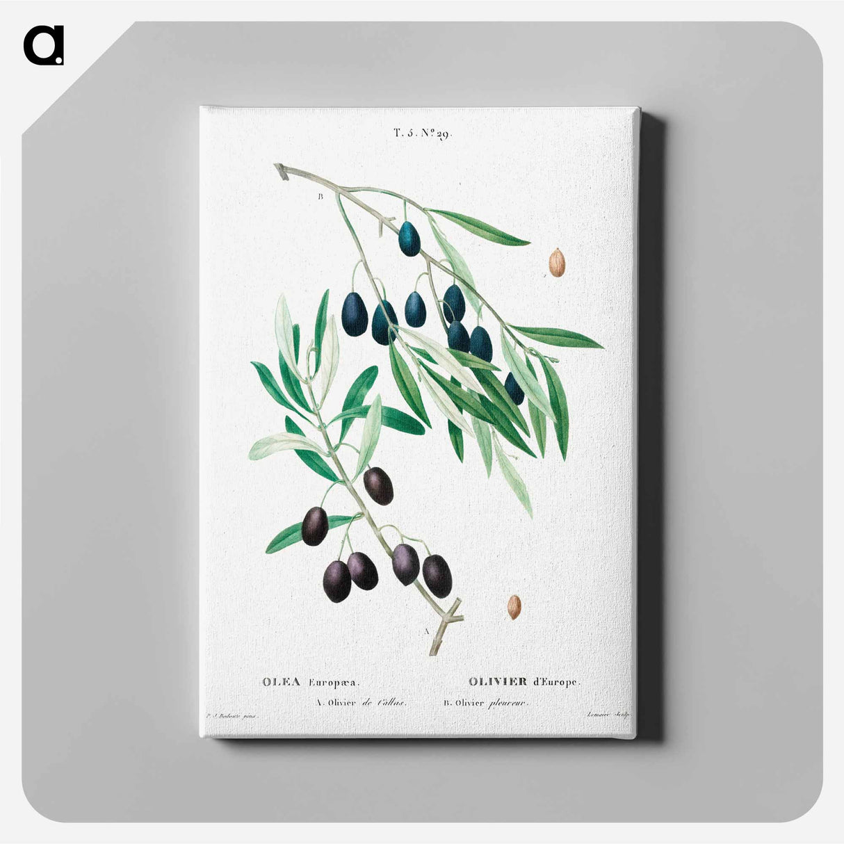 Olive - Pierre Joseph Redouté Canvas.