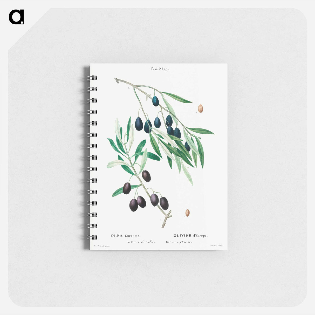 アートメモ帳-Olive - ピエール ジョゼフ ルドゥーテ Memo.