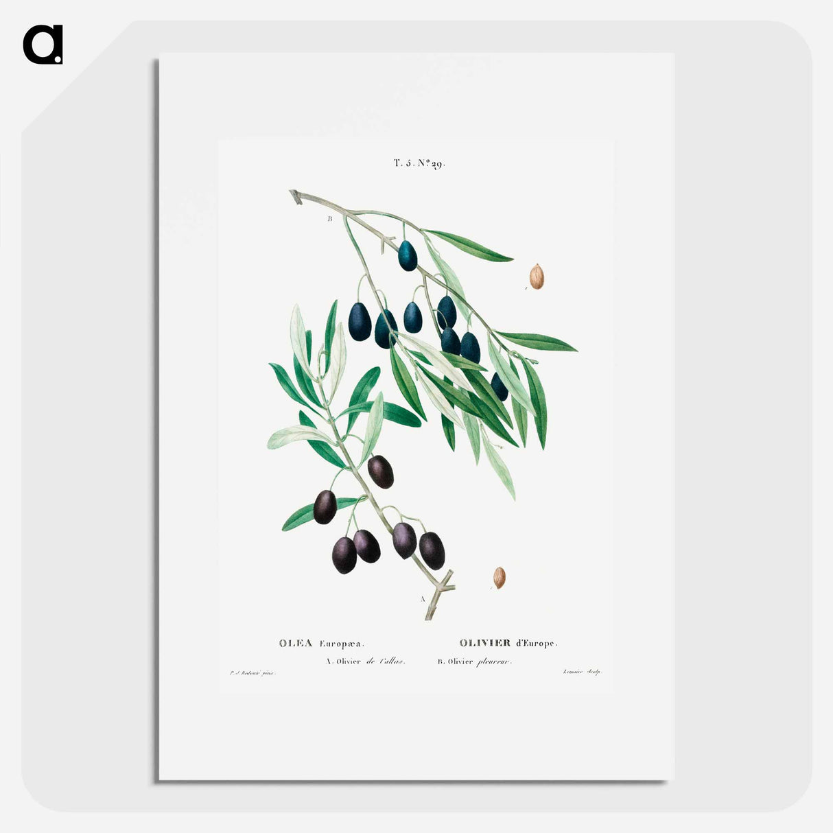 Olive - Pierre Joseph Redouté Poster.