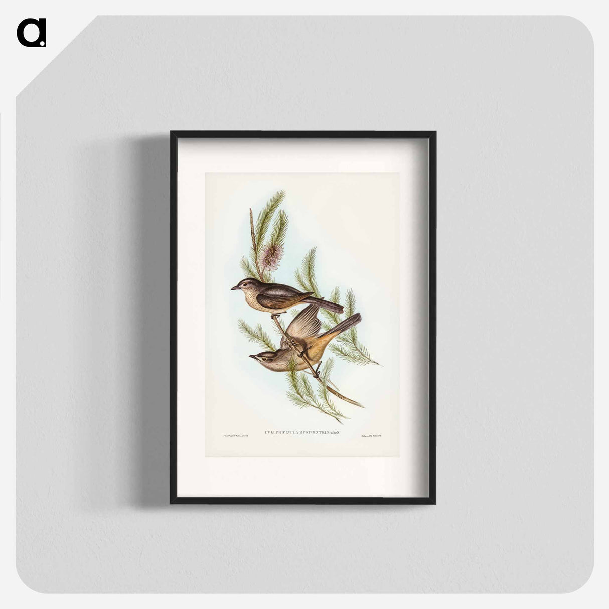 アートポスター-Buff-bellied Shrike-thrush
- ジョン グールド Poster.