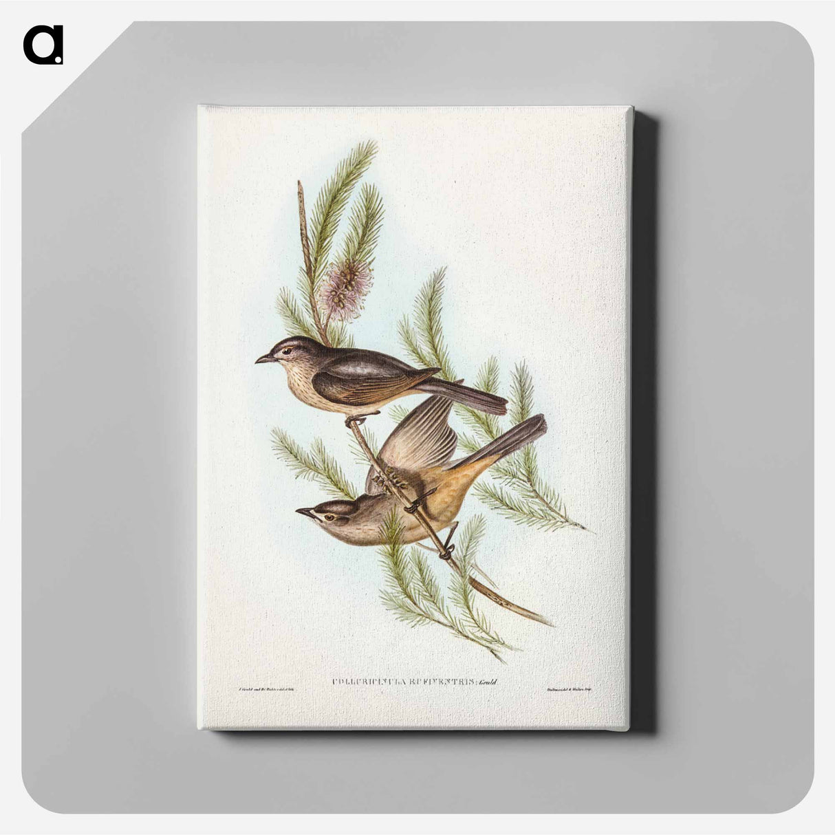 アートパネル-Buff-bellied Shrike-thrush
- ジョン グールド Canvas.