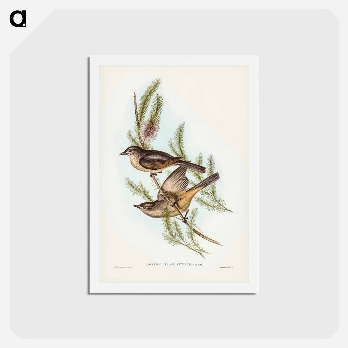アートポストカード-Buff-bellied Shrike-thrush
- ジョン グールド Postcard.