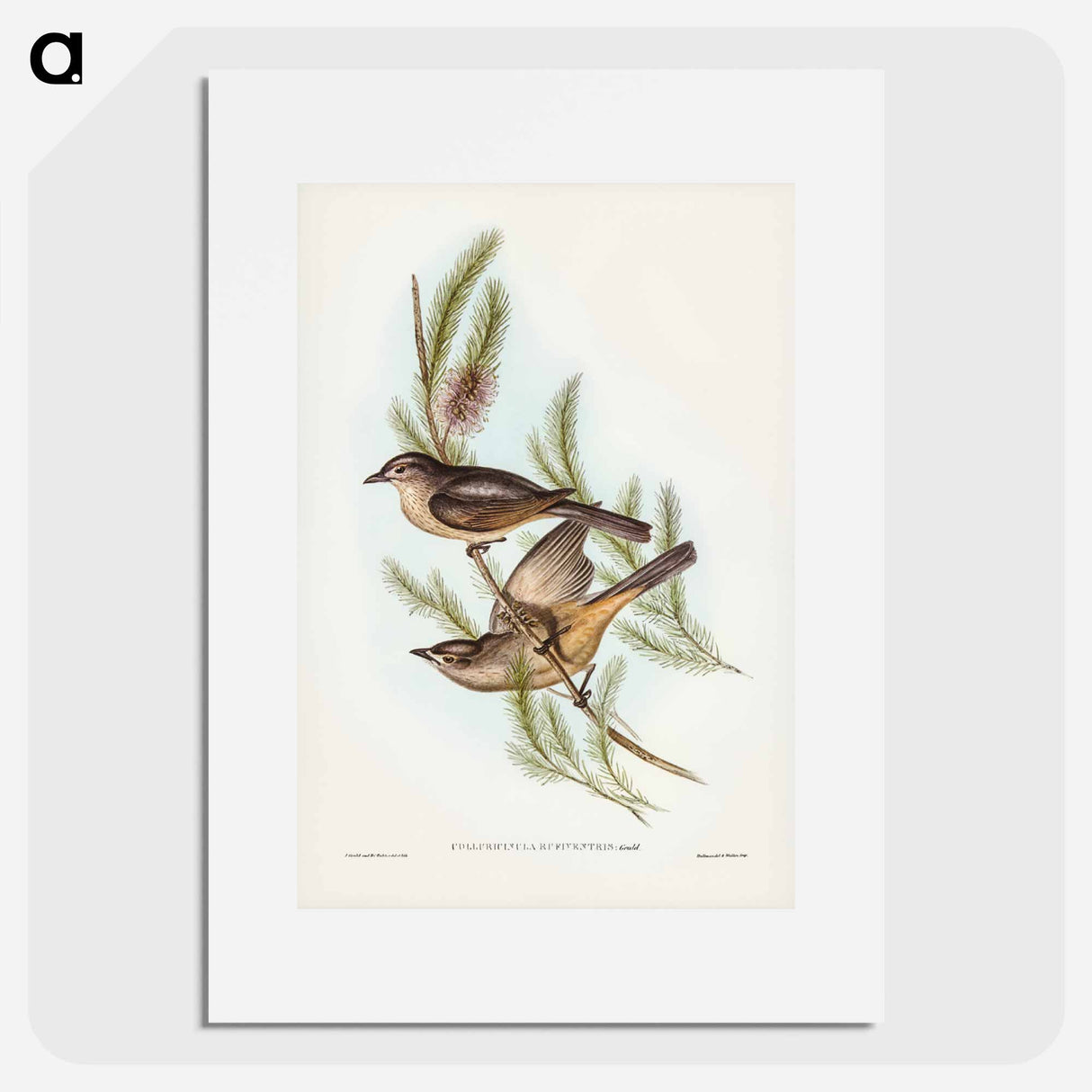 アートポスター-Buff-bellied Shrike-thrush
- ジョン グールド Poster.