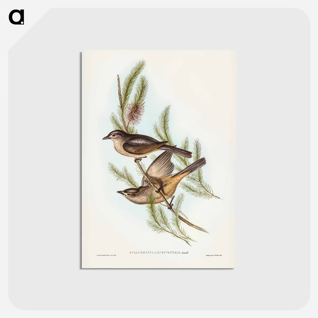 アートポストカード-Buff-bellied Shrike-thrush
- ジョン グールド Postcard.
