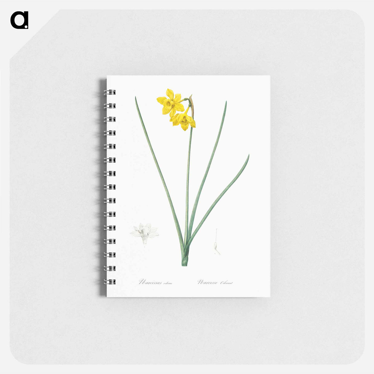 アートメモ帳-Narcissus odorus illustration - ピエール ジョゼフ ルドゥーテ Memo.