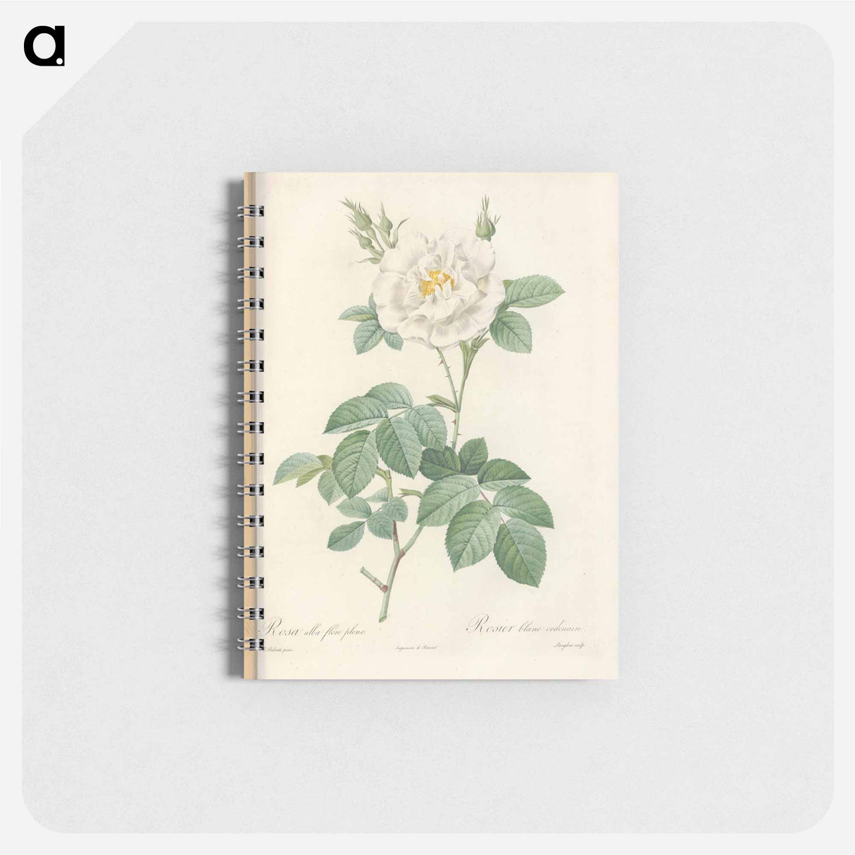 Rose illustration - ピエール ジョゼフ ルドゥーテ Memo.